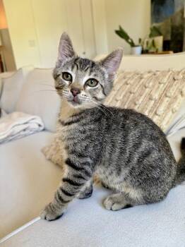 Frick -  Domestic Short Hair and Tabby Cat for Adoption in Chicago, Illinois - Frick | PetCurious
