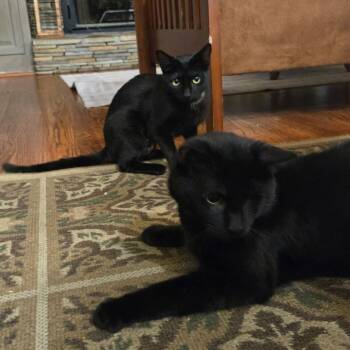 Tuesday & Isabella -  Domestic Short Hair Cat Available for Adoption in Waltham, Massachusetts - Tuesday & Isabella | PetCurious