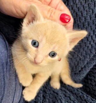 Rescue Domestic Short Hair Cats for Adoption in Rosenberg, Texas - Esperanza | PetCurious