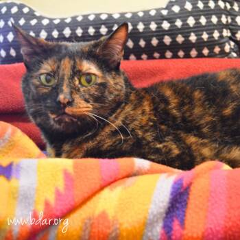 Scout -  Domestic Short Hair Cat for Adoption in Cheyenne, Wyoming - Scout | PetCurious
