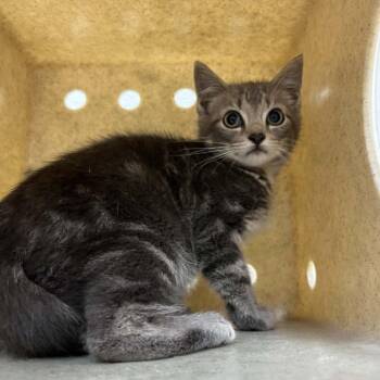 Fearo -  Domestic Short Hair Cat for Adoption in Harrisonburg, Virginia - Fearo | PetCurious
