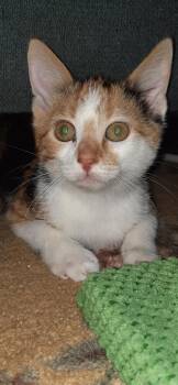 Freida -  Domestic Long Hair Cat for Adoption in Medford, Wisconsin - Freida | PetCurious