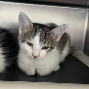 Stoney Za -  Domestic Short Hair Cat for Adoption in Carencro, Louisiana - Stoney Za | PetCurious