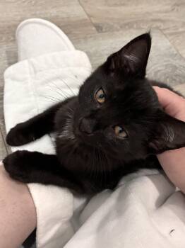 Delphin -  Domestic Short Hair Cat for Adoption in Albany, New York - Delphin | PetCurious