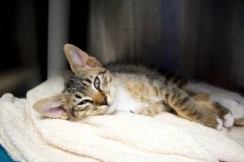 Griffin -  Domestic Long Hair Cat for Adoption in Seattle, Washington - Griffin | PetCurious
