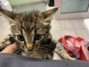 Domestic Short Hair Cats Available for Adoption in Grand Prairie, Texas - NELA | PetCurious