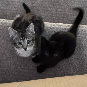Moochi and Mangostein -  Domestic Short Hair Cat for Adoption in Seattle, Washington - Moochi And Mangostein | PetCurious