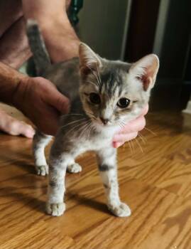 Claire -  Domestic Short Hair Cat for Adoption in Groveland, Massachusetts - Claire | PetCurious