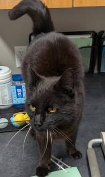 Eclipse -  Domestic Short Hair Cat for Adoption in Missoula, Montana - Eclipse | PetCurious