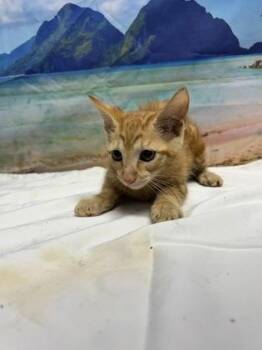 Gamboge -  Domestic Short Hair Cat for Adoption in San Antonio, Texas - Gamboge | PetCurious
