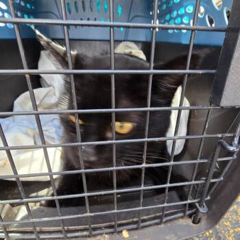 Domestic Short Hair Cats Available for Adoption in Grantsville, Utah - Zena | PetCurious