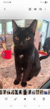 Domestic Short Hair Cats Available for Adoption in Warrenville, South Carolina - Chloe And Lucy  | PetCurious