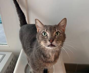 Rescue Domestic Medium Hair Cats for Adoption in Sultan, Washington - Hikari | PetCurious