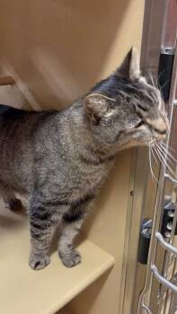 Frances -  Domestic Short Hair Cat for Adoption in Salisbury, North Carolina - Frances | PetCurious