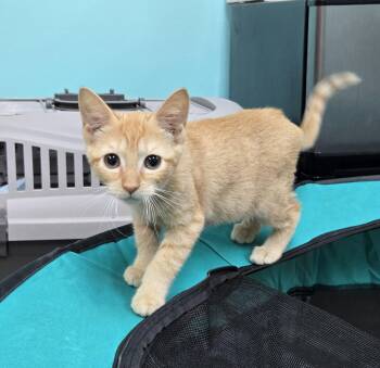 Princess Peach -  Domestic Short Hair Cat for Adoption in Philadelphia, Pennsylvania - Princess Peach | PetCurious