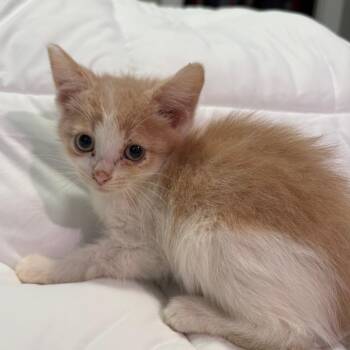 Booty -  American Bobtail and American Shorthair Cat for Adoption in Greenfield, Indiana - Booty | PetCurious