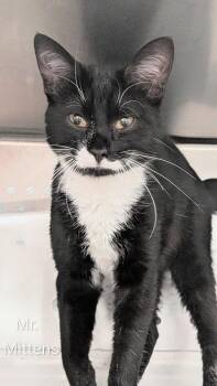 Domestic Short Hair Cats Available for Adoption in Flint, Michigan - Mr. Mittens | PetCurious