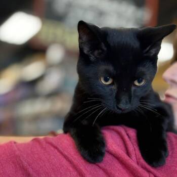 Caribou -  Domestic Short Hair Cat for Adoption in Atoka, Tennessee - Caribou | PetCurious