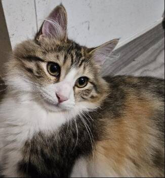 Rescue Domestic Medium Hair Cats for Adoption in Evans City, Pennsylvania - Mary | PetCurious