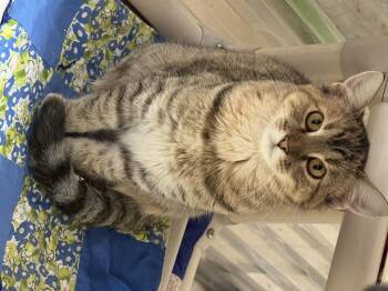 Rescue Tabby and Calico Cats for Adoption in Logan, Ohio - Taffy | PetCurious