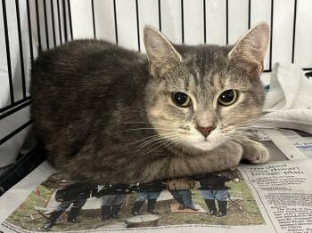 Olivia -  Domestic Short Hair Cat for Adoption in Williamsburg, Virginia - Olivia | PetCurious