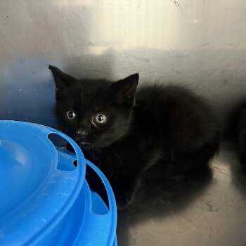 Willy Wonka -  Domestic Short Hair Cat for Adoption in Durango, Colorado - Willy Wonka | PetCurious
