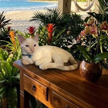Dash -  Siamese Cat for Adoption in Phoenix, Arizona - Dash | PetCurious