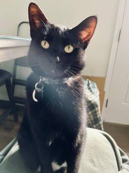 Domestic Short Hair Cats Available for Adoption in Rutherfordton, North Carolina - Nova (Courtesy Post) | PetCurious
