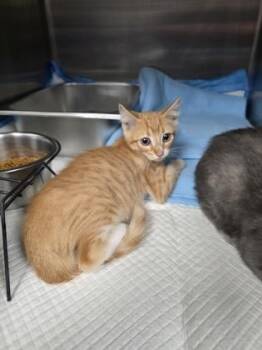 Bart -  Domestic Short Hair Cat for Adoption in Houston, Texas - Bart | PetCurious