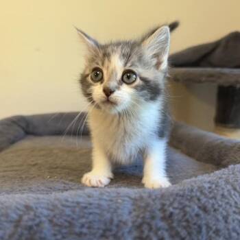 Joey -  Domestic Medium Hair Cat for Adoption in Wappingers Falls, New York - Joey | PetCurious