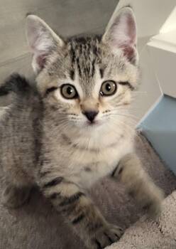 Marlowe -  Domestic Short Hair Cat for Adoption in Sidney, British Columbia - Marlowe | PetCurious