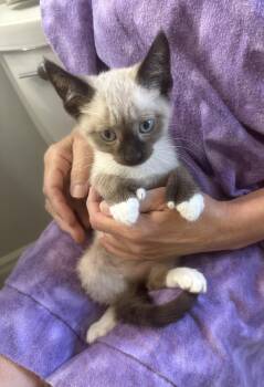 Aspen -  Siamese and Snowshoe Cat for Adoption in Vacaville, California - Aspen | PetCurious