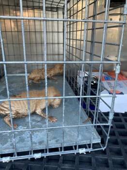 Rescue Domestic Short Hair Cats for Adoption in Dallas, Texas - CHEESE | PetCurious