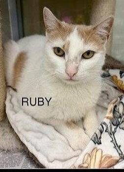 Domestic Short Hair Cats Available for Adoption - Ruby | PetCurious