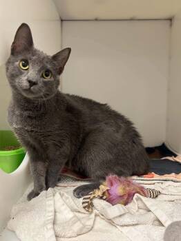 Millie -  Domestic Short Hair Cat for Adoption in Delson, Quebec - Millie | PetCurious