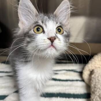 Cherry -  Domestic Medium Hair Cat for Adoption in Riverside, California - Cherry | PetCurious