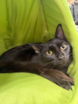 Hunter -  Domestic Long Hair Cat for Adoption in Port Barrington, Illinois - Hunter | PetCurious