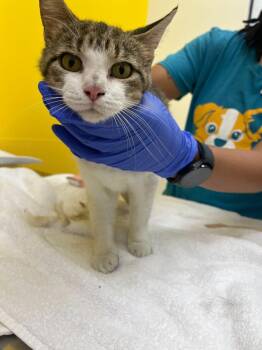 Mittens -  Domestic Short Hair Cat for Adoption in Raleigh, North Carolina - Mittens | PetCurious