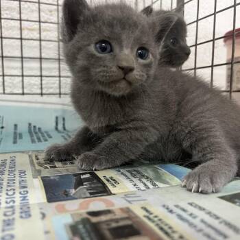 Cheerio -  Domestic Short Hair Cat for Adoption in Edinburg, Texas - Cheerio | PetCurious