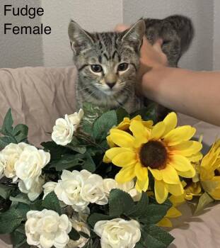 Domestic Short Hair and Tiger Cats Available for Adoption in Palm City, Florida - Fudge | PetCurious