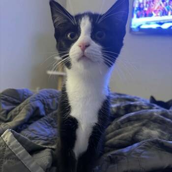 Happy -  Domestic Short Hair Cat for Adoption in Gladstone, Oregon - Happy | PetCurious