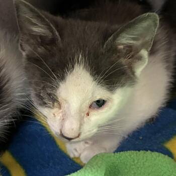 Mojo Jojo -  Domestic Short Hair Cat for Adoption in Goleta, California - Mojo Jojo | PetCurious