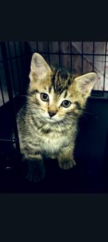Domestic Short Hair Cats Available for Adoption in Lewis Center, Ohio - Sofia (5 Galloway Survivors 3) | PetCurious