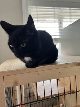 Rescue Domestic Short Hair Cats for Adoption in Glen Raven, North Carolina - EDDIE (female) | PetCurious