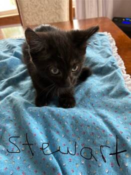 Stewart -  Domestic Short Hair Cat for Adoption in Grand Rapids, Michigan - Stewart | PetCurious
