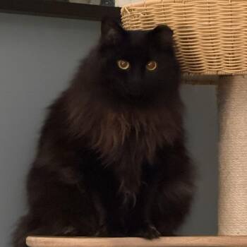 Circe (chirpy, fluffy, loving) -  Domestic Long Hair Cat for Adoption in Lemoyne, Pennsylvania - Circe (chirpy, Fluffy, Loving) | PetCurious