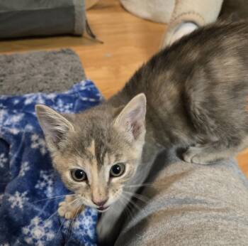 American Shorthair Cats Available for Adoption - Sunkist-kj | PetCurious