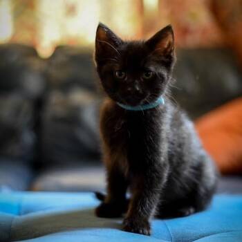 Domestic Short Hair Cats Available for Adoption in South Elgin, Illinois - Uno | PetCurious