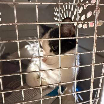 Daisy -  Domestic Short Hair Cat for Adoption in Garfield, Arkansas - Daisy | PetCurious