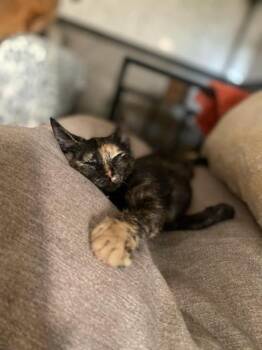 Rescue Domestic Short Hair Cats for Adoption in Liverpool, Texas - Raina | PetCurious